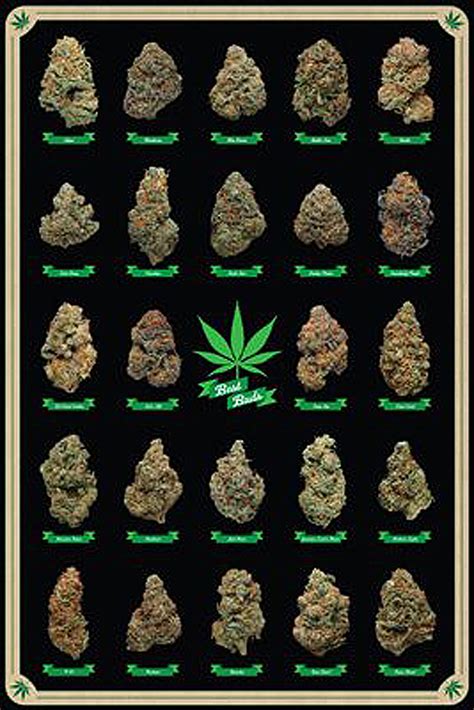 Cannabis Poster Best Buds Marihuana Sorten Poster Großformat Jetzt Im