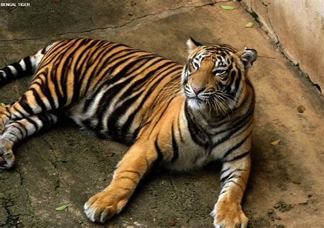 worldimage4u: 18 Types of Wild Animals with Names