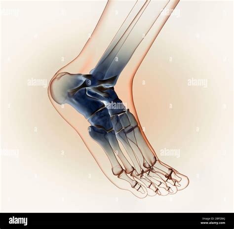 Ilustración 3d Que Muestra Una Articulación De Tobillo Con Huesos