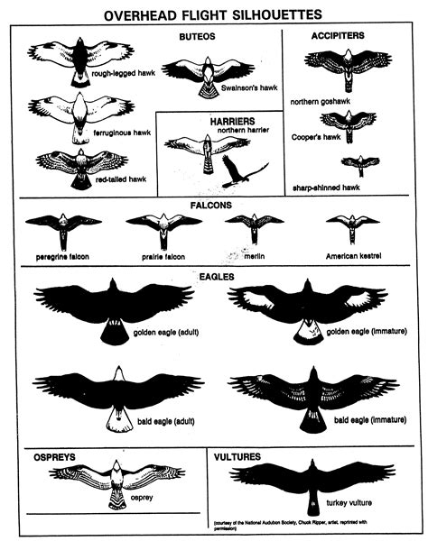 Tips For Winter Birding With Children Bird Identification Bird