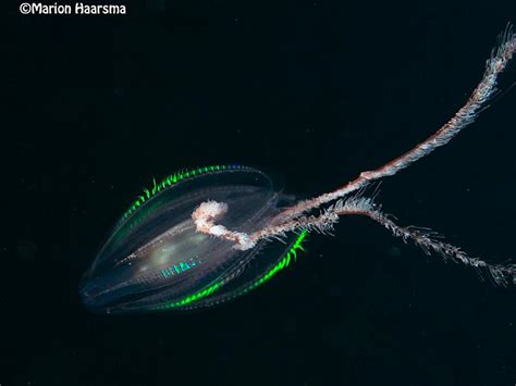 Unusually among ctenophores, which normally prefer warmer waters, it is found in the arctic and adjacent polar seas. F&F / FAU / Meest bizarre dier - forum.fok.nl