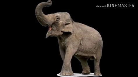 Asian Elephant Trumpet Sound Effects Youtube