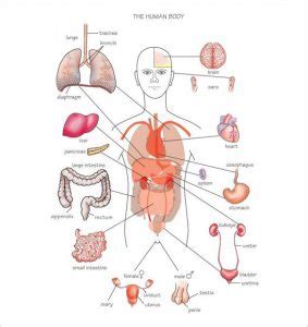 Woman s anatomy diagram modern design of wiring diagram. Body Organs Diagram | Template Business