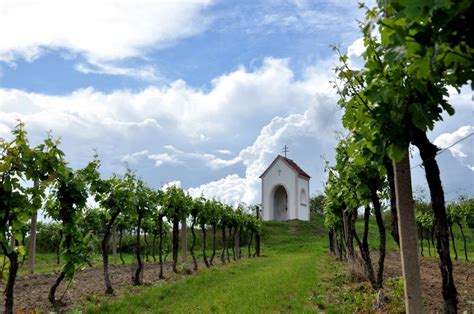 See more ideas about česká republika, opuštěné kostely, vinice. Jižní Morava - Národní park Podyjí, Znojemské vinobraní a ...