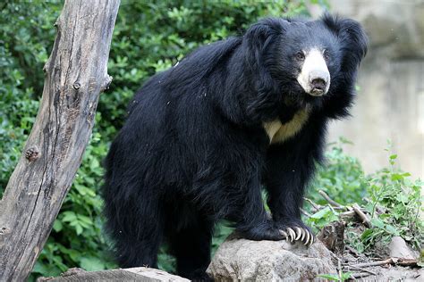 The sloth bear (melursus ursinus), also known as the stickney bear or labiated bear, is a nocturnal insectivorous species of bears found wild within the indian subcontinent. Indian Sloth Bears: Meet them at Zoo Leipzig!