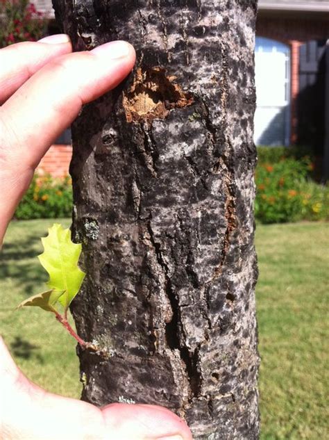 Shumard Oak Bark Falling Off Suggestions