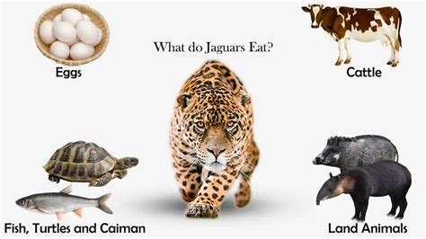 What Do Jaguars Eat Feeding Nature