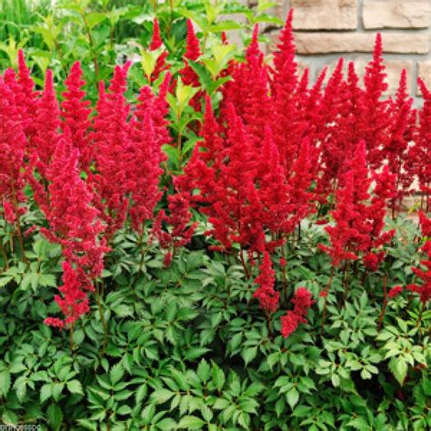 3 Red Astilbe Winter Hardy Perennial Flowers Perennials Hardy