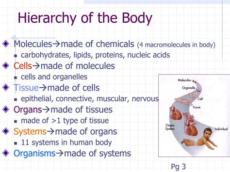 Hierarchy Of The Human Body