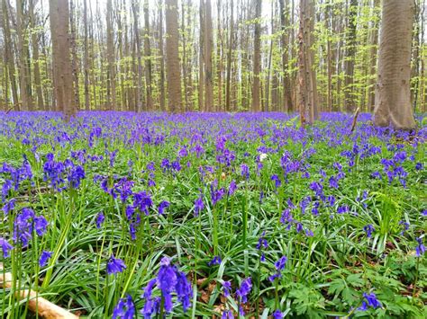 How To See The Magical Purple Forest Of Hallerbos In Belgium Tassie