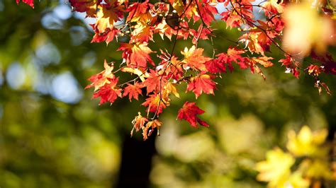 Desktop Wallpaper Autumn Nature Leaves Bokeh Blur Hd Image