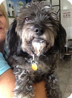 Her adoption fee is $300. Colorado Springs, CO - Poodle (Miniature). Meet Pepper a ...