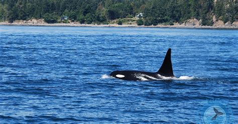 Cetacean Awareness The Southern Resident Killer Whales Orcas On The
