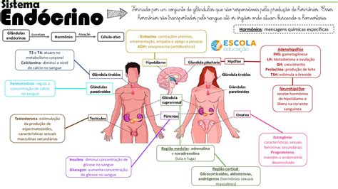 Considere As Seguintes Afirmativas Relacionadas Com O Sistema Endócrino Humano