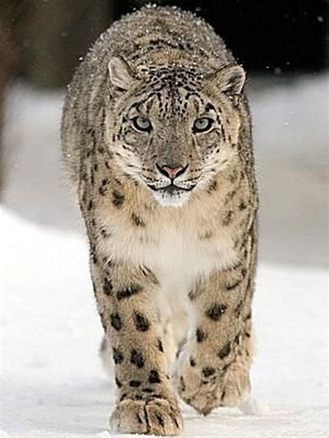 Meet The Snow Leopard Least Aggressive Of All The Big Cats Snow