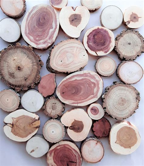 Assorted Tree Slices 50 100 Or 200 Pieces Free Us Shipping