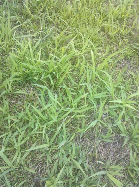 Is This Crabgrass It Has Taken Over My Lawn I Dont Know What Im