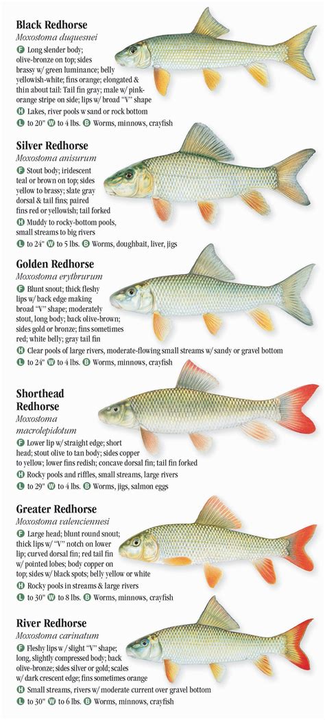 Freshwater Fishes Of New York Quick Reference Publishing Retail