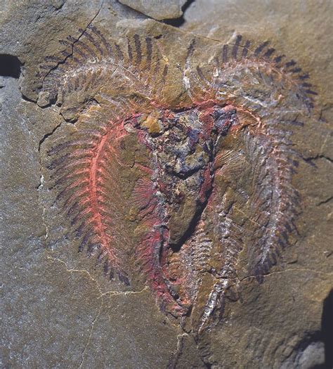Rare Fossils Of 400 Million Year Old Sea Creatures Uncovered Live Science