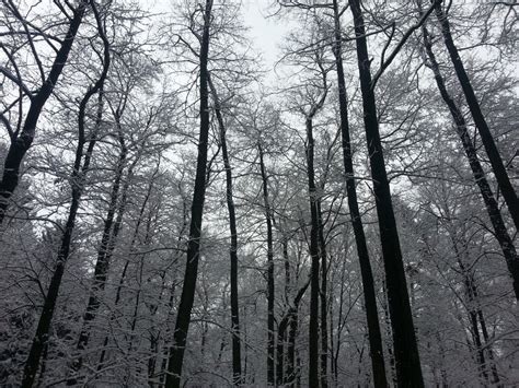 무료 이미지 나무 숲 분기 눈 감기 검정색과 흰색 안개 햇빛 잎 서리 날씨 겨울 왕국 단색화 시즌