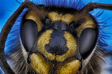 The Insect Head Antennae Eyes And Mouthparts Earth Life