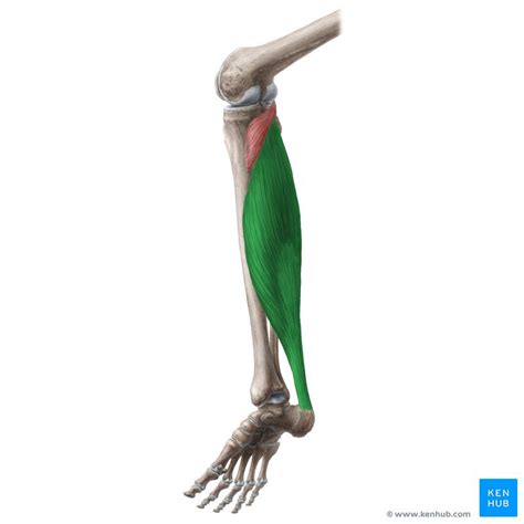 Gastrocnemius Vs Soleus Function Soleus Muscle Wikipedia Along With