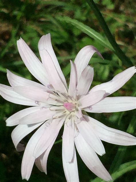 Maybe you would like to learn more about one of these? Rosa Schwarzwurzel | Schwarzwurzel, Rosa, Blumen