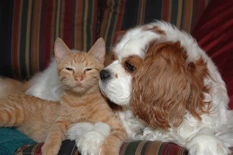 It's a job, and most dogs love to work. 9 Ways to Help Cats and Dogs Get Along Better - Catster