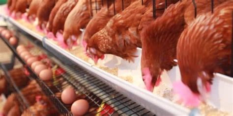 Cara Beternak Ayam Ras Petelur