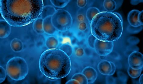 Old Human Cells Rejuvenated With Stem Cell Technology