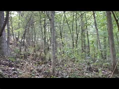 Whitetail Bowhunting Indiana Giant Whitetails YouTube