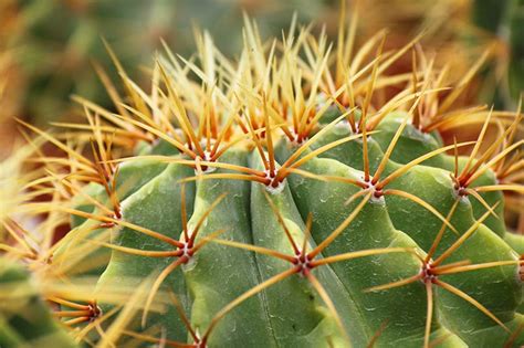 A barrel cactus does best in a very sunny window, perhaps a southern exposure. 23 of the Best Defensive Plants for Home Security ...