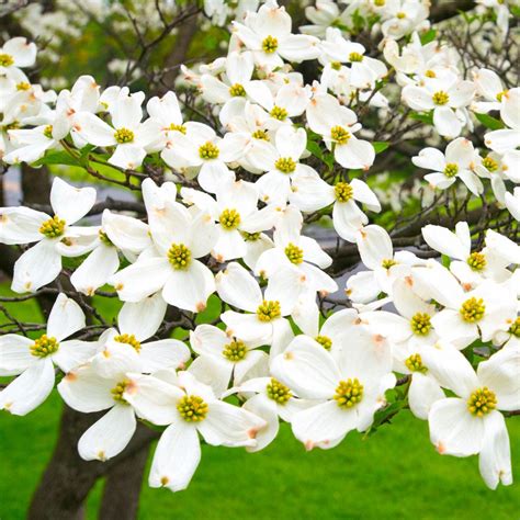White Flowering Dogwood Shrub Van Zyverden White Ornamental Dogwood