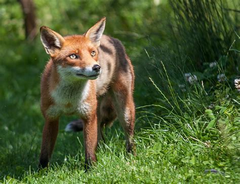 A British Red Fox 2 Photograph By Dawn Oconnor Fine Art America