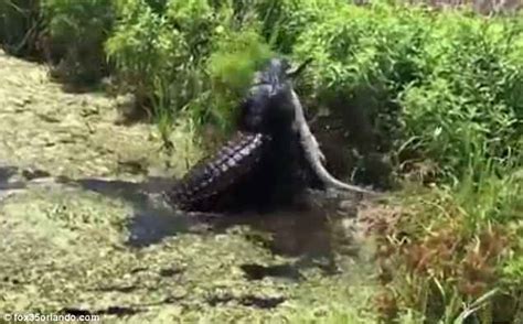 Fourteen Foot Alligator Filmed Eating A Smaller Gator In Florida
