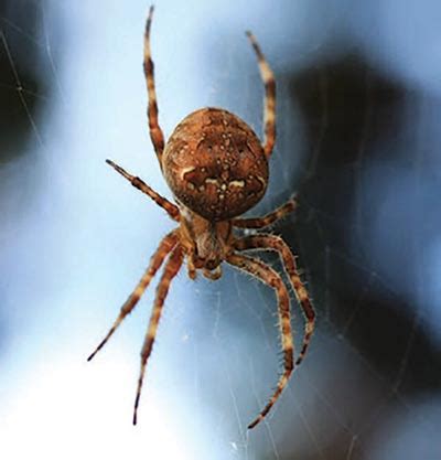 Orb weavers come in a variety of colors and patterns, but their spiral shaped webs and rounded abdomen help in identify this helpful garden spider. Garden Orb-weavers' spidey-sense comes out at night | THE ...