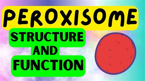 Peroxisomes Quick Structure And Function Explained Youtube