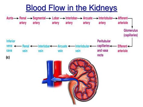 Ppt Chapter 15 The Urinary System Powerpoint Presentation Free