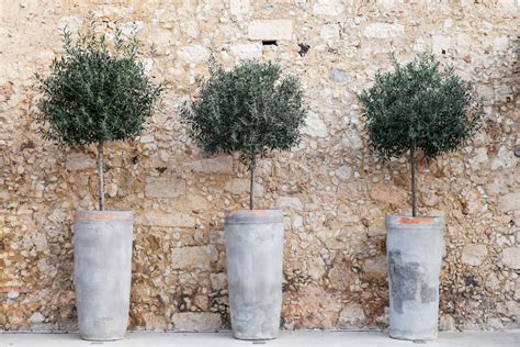 Olive Trees In Pots Cultivation And Care Plantura