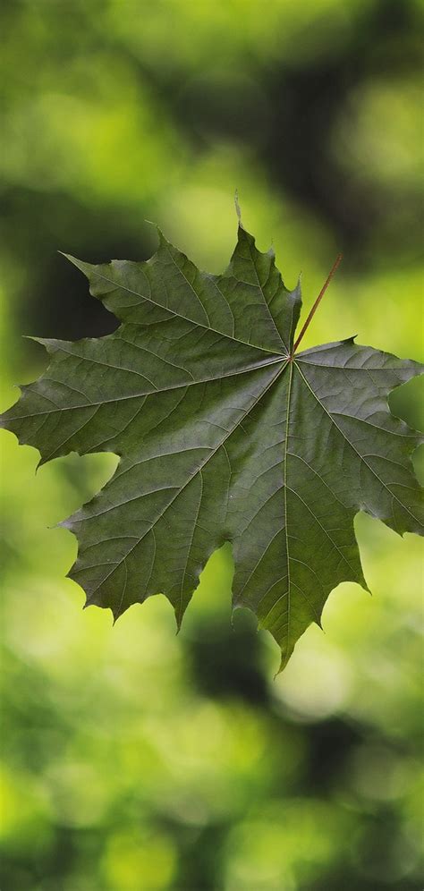 Maple Leaf Glare 1080x2270