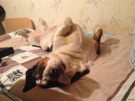 16 Reasons Basset Hounds Are Not The Friendly Dogs Everyone Says They