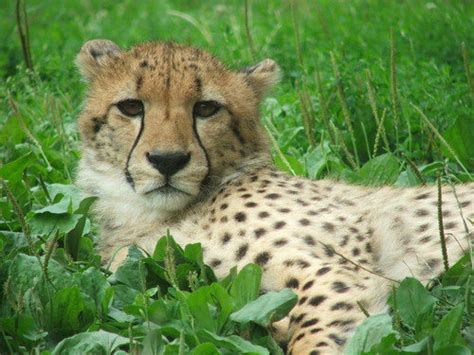 Skąd jednak wziąć afrykańskie zwierzęta w czechach? Dvůr Králové - ZOO & Safari Dvůr Králové nad Labem: Schnee ...