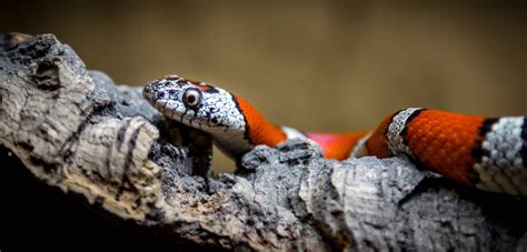 Download Coral Snake Crawling Over Wood Wallpaper