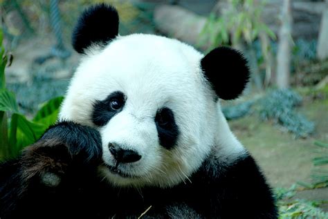 Panda 4k Ultra Hd Wallpaper Background Image 3872x2592