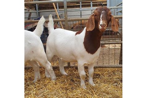 Pure Breed Boer Goats And Points Of Lay Hens For Sale