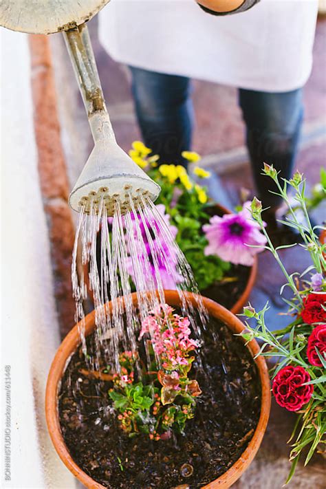 Closeup Of A Woman Watering Potted Flowers In The Garden By