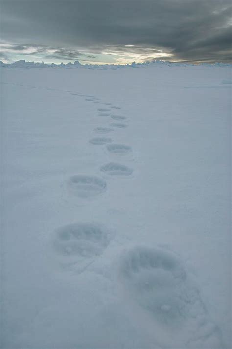 Polar Bear Tracks Photograph By Louise Murrayscience Photo Library