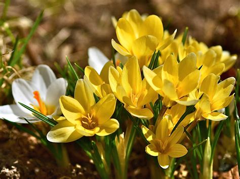 Wallpaper Yellow Crocuses Saffron Spring 2560x1920 Hd Picture Image