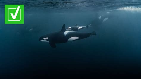 Are Killer Whales Ramming Boats More Often What We Can Verify