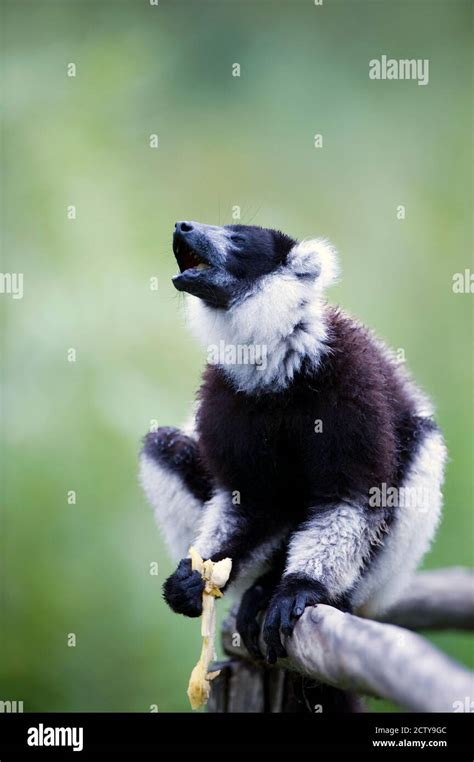 Black And White Ruffed Lemur Varecia Variegata Sitting On A Branch
